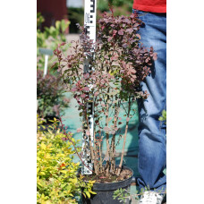 Барбарис Тунберга Атропурпуреа | Berberis thunbergii Atropurpurea