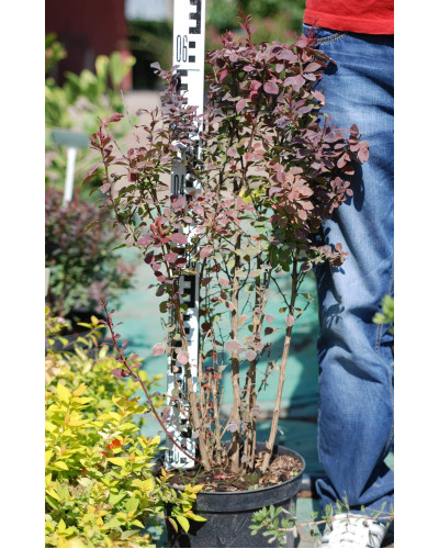 Барбарис Тунберга Атропурпуреа | Berberis thunbergii Atropurpurea