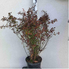 Барбарис Тунберга Атропурпуреа | Berberis thunbergii Atropurpurea