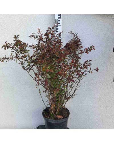 Барбарис Тунберга Атропурпуреа | Berberis thunbergii Atropurpurea
