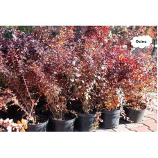 Барбарис Тунберга Атропурпуреа | Berberis thunbergii Atropurpurea