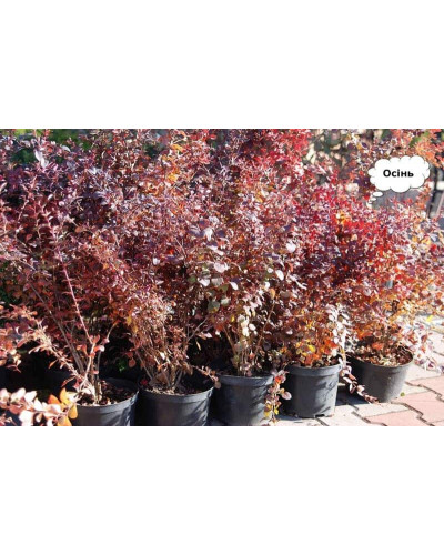 Барбарис Тунберга Атропурпуреа | Berberis thunbergii Atropurpurea