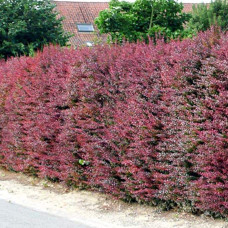 Барбарис Тунберга Атропурпуреа | Berberis thunbergii Atropurpurea