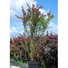 Барбарис Тунберга Атропурпуреа | Berberis thunbergii Atropurpurea
