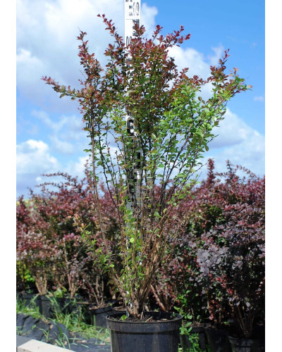 Барбарис Тунберга Атропурпуреа | Berberis thunbergii Atropurpurea