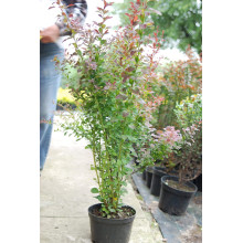 Барбарис Тунберга Атропурпуреа | Berberis thunbergii Atropurpurea