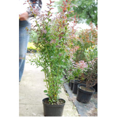 Барбарис Тунберга Атропурпуреа | Berberis thunbergii Atropurpurea