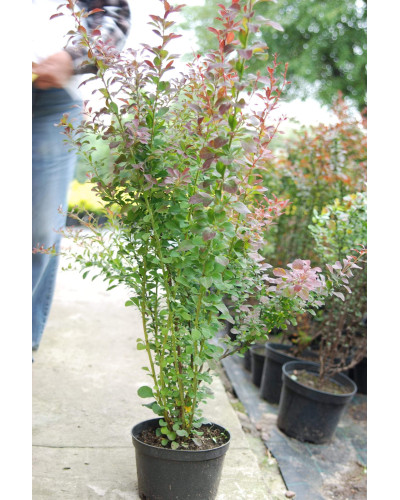 Барбарис Тунберга Атропурпуреа | Berberis thunbergii Atropurpurea