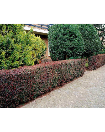Барбарис Тунберга Атропурпуреа | Berberis thunbergii Atropurpurea