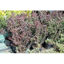 Барбарис Тунберга Атропурпуреа | Berberis thunbergii Atropurpurea