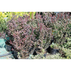 Барбарис Тунберга Атропурпуреа | Berberis thunbergii Atropurpurea