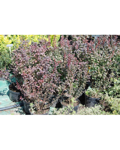 Барбарис Тунберга Атропурпуреа | Berberis thunbergii Atropurpurea