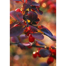Барбарис Тунберга Атропурпуреа | Berberis thunbergii Atropurpurea