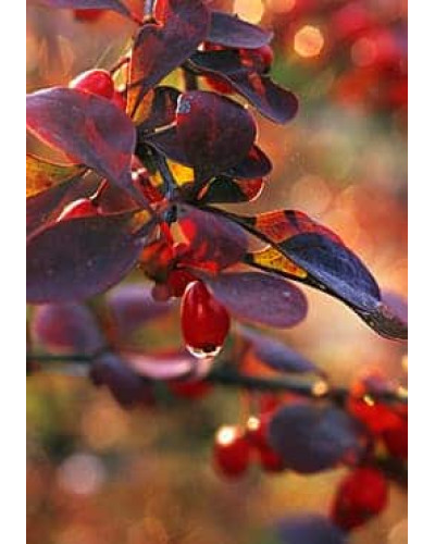 Барбарис Тунберга Атропурпуреа | Berberis thunbergii Atropurpurea