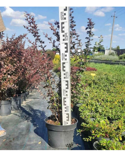 Барбарис Тунберга Атропурпуреа | Berberis thunbergii Atropurpurea