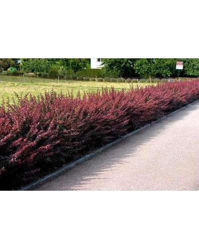 Барбарис Тунберга Атропурпуреа | Berberis thunbergii Atropurpurea