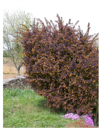 Барбарис Тунберга Атропурпуреа | Berberis thunbergii Atropurpurea