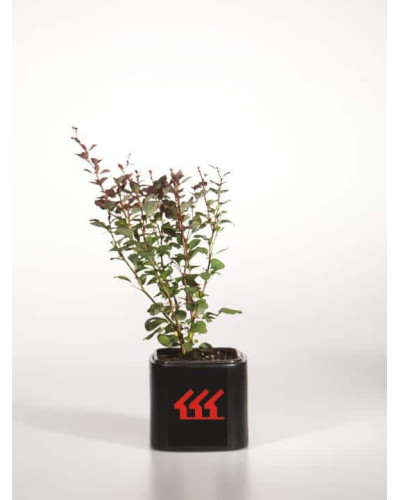 Барбарис Тунберга Атропурпуреа | Berberis thunbergii Atropurpurea