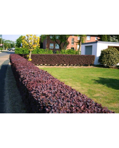 Барбарис Тунберга Атропурпуреа | Berberis thunbergii Atropurpurea