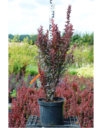 Барбарис Тунберга Атропурпуреа | Berberis thunbergii Atropurpurea