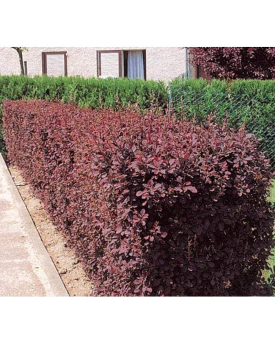 Барбарис Тунберга Атропурпуреа | Berberis thunbergii Atropurpurea