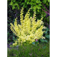 Барбарис Тунберга Ауреа | Berberis Thunbergii Aurea
