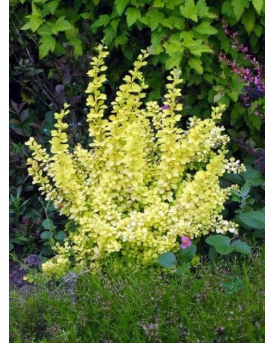 Барбарис Тунберга Ауреа | Berberis Thunbergii Aurea