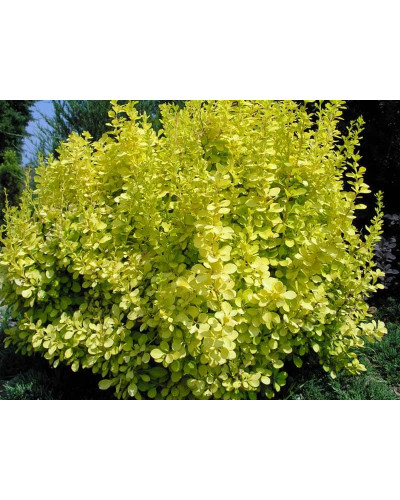 Барбарис Тунберга Ауреа | Berberis Thunbergii Aurea