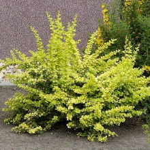 Барбарис тунберга Голден Карпет | Berberis thunbergii Golden Carpet