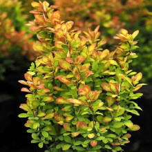 Барбарис тунберга Голден Карпет | Berberis thunbergii Golden Carpet