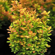 Барбарис тунберга Голден Карпет | Berberis thunbergii Golden Carpet