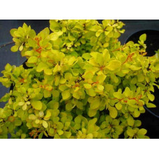 Барбарис тунберга Голден Карпет | Berberis thunbergii Golden Carpet