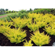 Барбарис тунберга Голден Карпет | Berberis thunbergii Golden Carpet