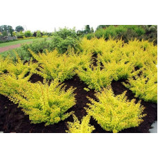 Барбарис тунберга Голден Карпет | Berberis thunbergii Golden Carpet