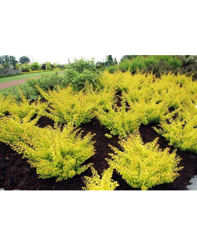 Барбарис тунберга Голден Карпет | Berberis thunbergii Golden Carpet