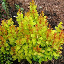 Барбарис тунберга Голден Карпет | Berberis thunbergii Golden Carpet