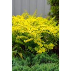 Барбарис тунберга Голден Карпет | Berberis thunbergii Golden Carpet
