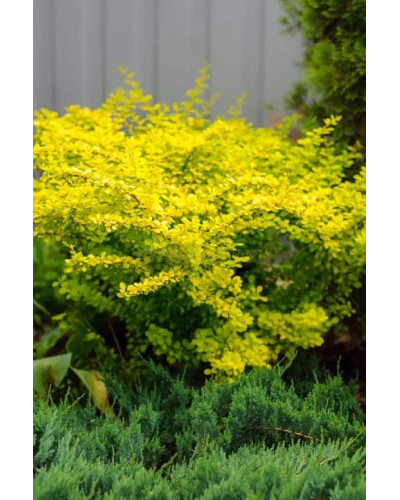 Барбарис тунберга Голден Карпет | Berberis thunbergii Golden Carpet