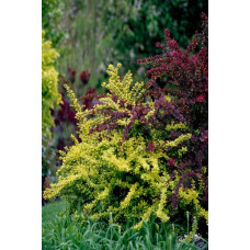 Барбарис тунберга Голден Карпет | Berberis thunbergii Golden Carpet