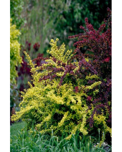 Барбарис тунберга Голден Карпет | Berberis thunbergii Golden Carpet
