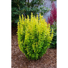 Барбарис Тунберга Голден Рокет ® | Berberis thunbergii Golden Rocket ®