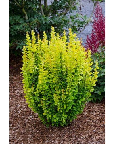 Барбарис Тунберга Голден Рокет ® | Berberis thunbergii Golden Rocket ®
