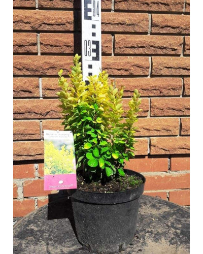 Барбарис Тунберга Голден Рокет ® | Berberis thunbergii Golden Rocket ®