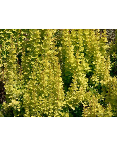 Барбарис Тунберга Голден Рокет ® | Berberis thunbergii Golden Rocket ®