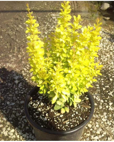 Барбарис Тунберга Голден Рокет ® | Berberis thunbergii Golden Rocket ®