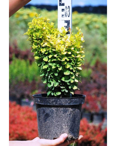 Барбарис Тунберга Голден Рокет ® | Berberis thunbergii Golden Rocket ®