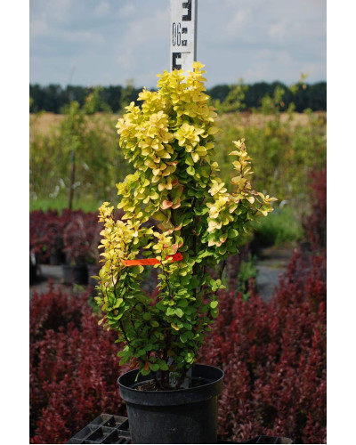 Барбарис Тунберга Голден Рокет ® | Berberis thunbergii Golden Rocket ®