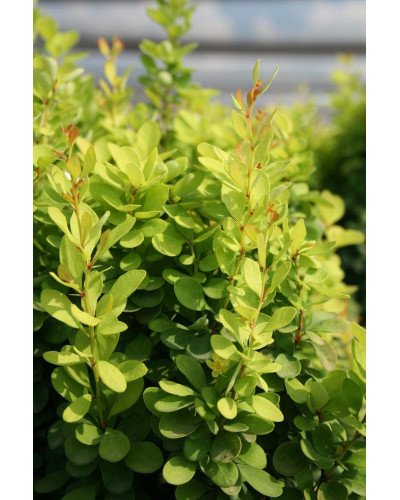 Барбарис Тунберга Голден Рокет ® | Berberis thunbergii Golden Rocket ®