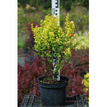 Барбарис Тунберга Голден Рокет ® | Berberis thunbergii Golden Rocket ®