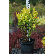 Барбарис Тунберга Голден Рокет ® | Berberis thunbergii Golden Rocket ®